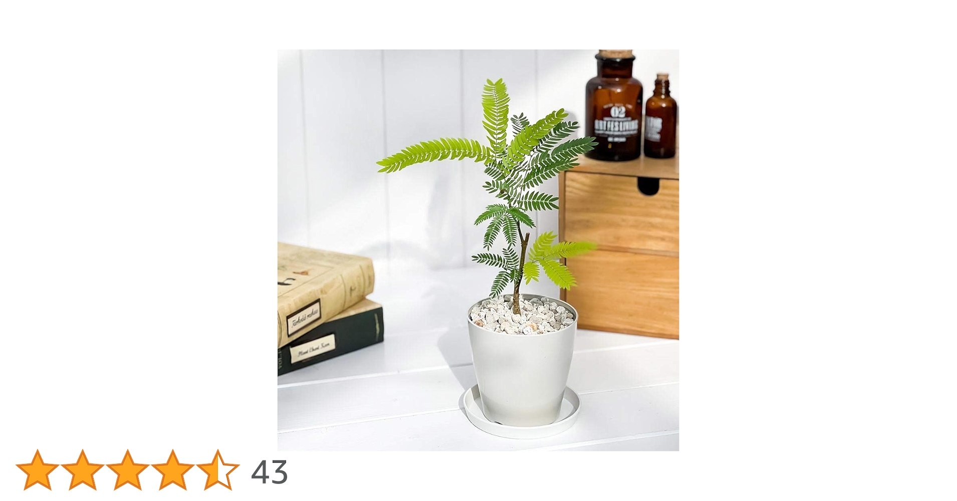 Amazon.co.jp: PLANCHU 観葉植物 エバーフレッシュ 3.5号鉢